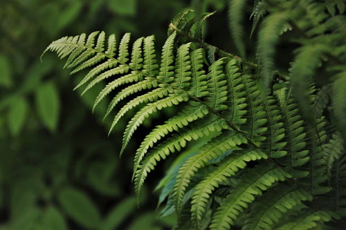 你知道,植物提取物的分类有哪些吗