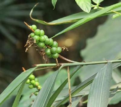 【代加工益智仁提取物 益智仁浓缩粉 药食同源 植物提取物】价格,厂家,植物提取物