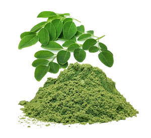 适用于各种产品的多功能辣木植物提取物辣木粉末