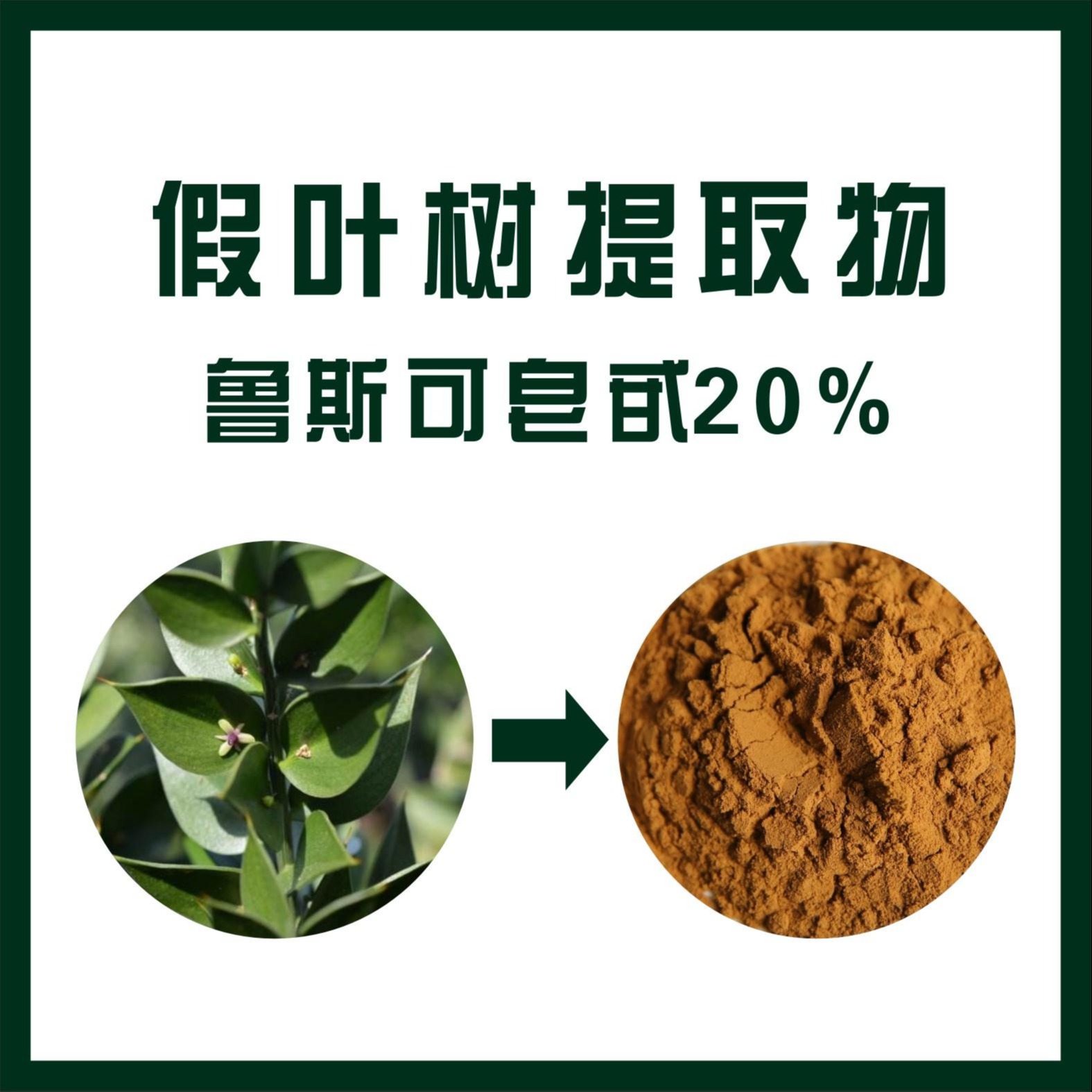 假叶树提取物 鲁斯可皂甙 纯植物提取 优质植物提取物产品天域鲁斯可