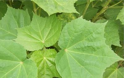 植物提取物方法 植物提取物常见检测方法(完整版)