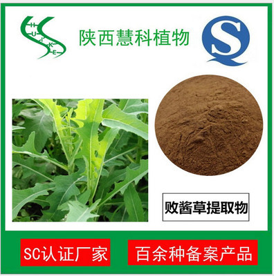 败酱草提取物10:1 清热解毒 现货 品质保证 包邮