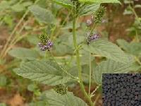 陕西大田 植物甾醇提取物 厂家直销 包邮批发价格@西安 陕西大田生物 植物提取物-