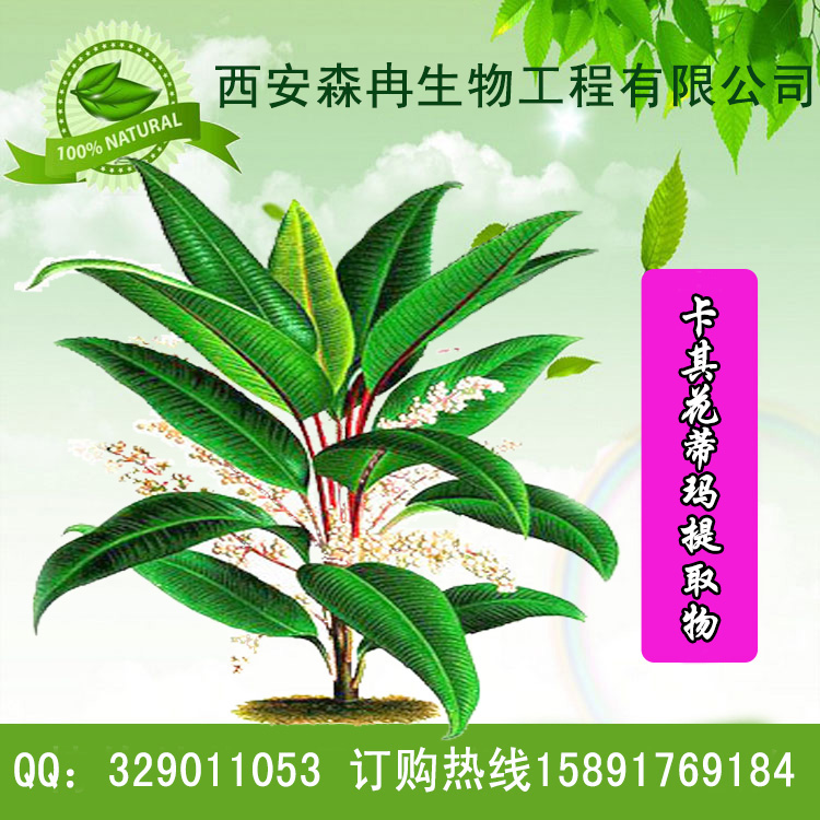【森冉生物卡琪花蒂玛提取物/卡其花蒂玛提取物10:1】_