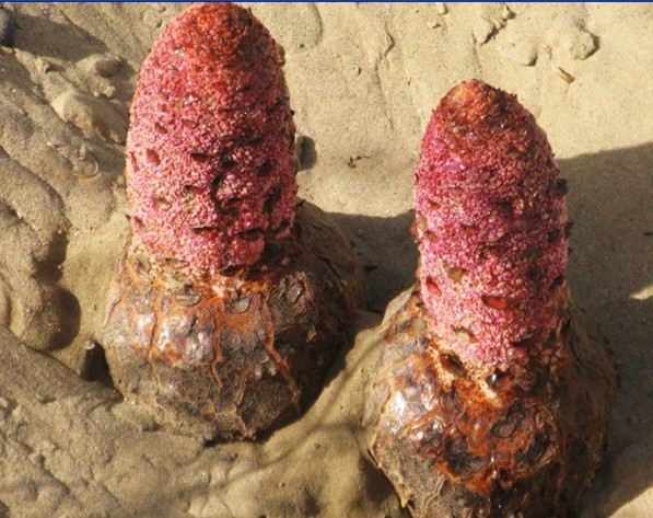 锁阳碱 锁阳提取物_西安__植物提取物-