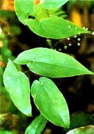 长沙绿然生物科技采购部 植物提取物产品列表