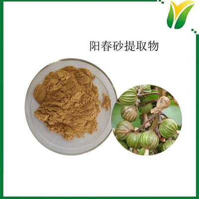 阳春砂提取物 春砂仁提取粉10:1 植物提取物