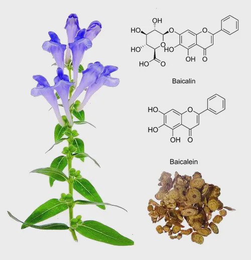 中药成分黄芩苷与黄芩素可显著抑制新冠病毒