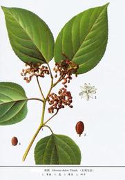 植物提取物价格 植物提取物厂家 植物提取物批发