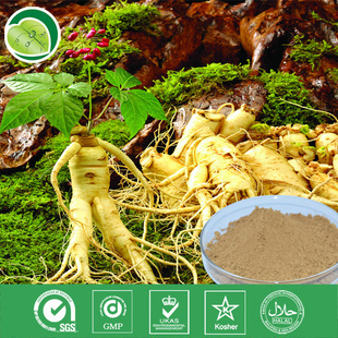 植物提取物-厂家供应 人参 根 提取物 人参总皂甙5%-80%-植物提取物.