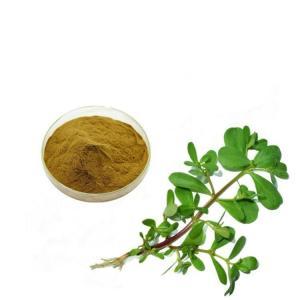 马齿苋提取物 植物提取物中的多面手