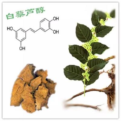 葱须——植物提取物中的“救命奇效”与实用价值