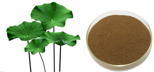 水溶性荷叶粉 植物提取物的高效健康选择