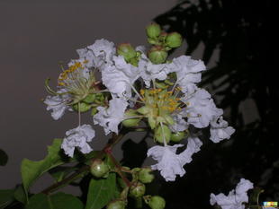 优质白薇提取物 上海康汀生物供应10:1高纯度库存