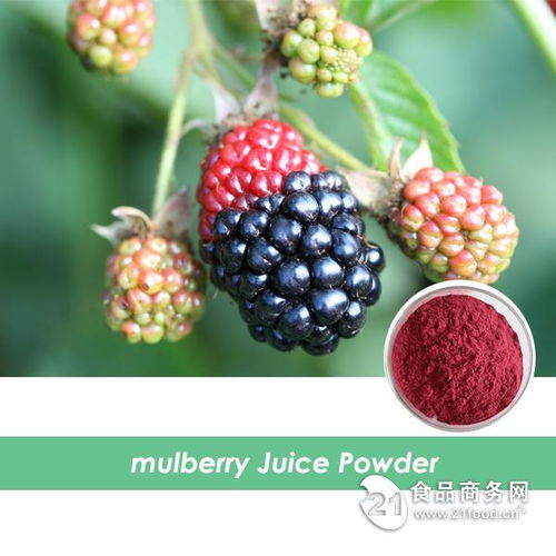 西安旭煌生物 工厂直销高品质桑葚粉，批发价格优势显著