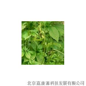 植物提取物高清大图赏析 微观世界中的自然精华